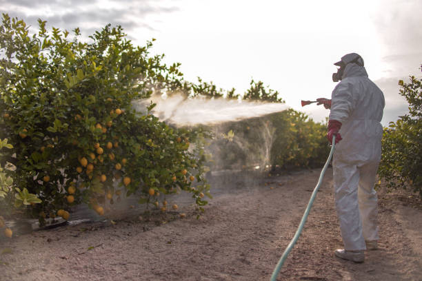Best Best Pest Control Companies  in Point Roberts, WA