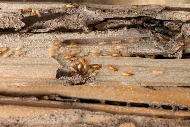 Best Pest Removal Services  in Point Roberts, WA